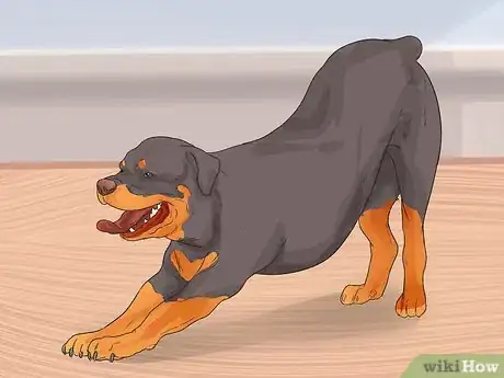Image titled Diagnose Arthritis in Rottweilers Step 4
