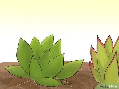 Image titled Propagate Succulents (Without Rooting Hormone) Step 13