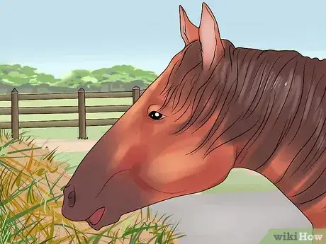 Image titled Feed a Starving Horse Step 11