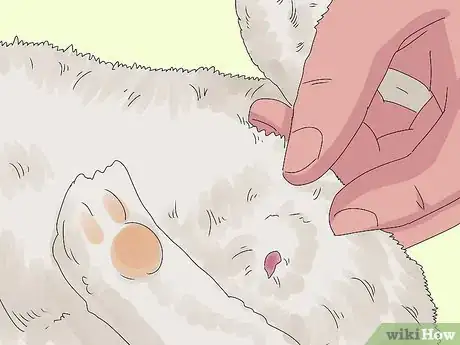 Image titled Determine the Sex of a Rabbit Step 5