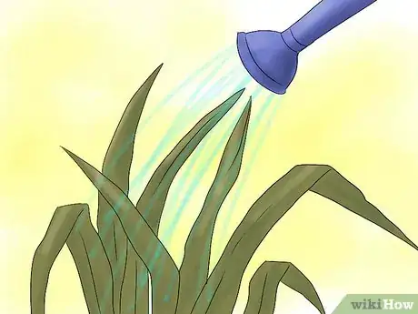 Image titled Keep Narcissus Bulbs After Flowering Step 7