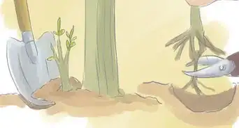 Prune a Trumpet Vine