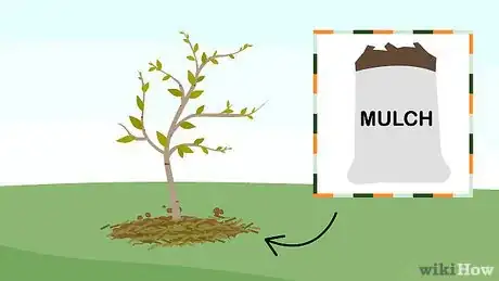 Image titled Grow Birch Trees Step 21