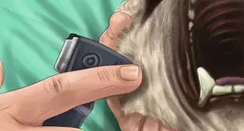 Care for a Greyhound