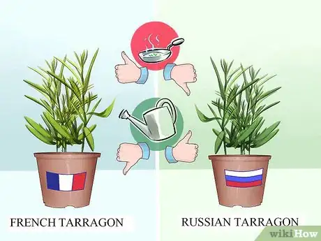 Image titled Grow Tarragon Step 1