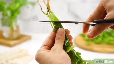 Image titled Keep Cilantro Fresh Step 1