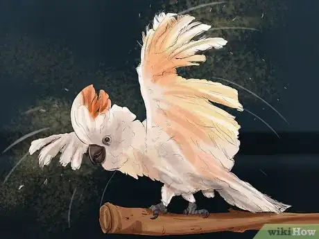 Image titled Live With a Moluccan Cockatoo Step 7