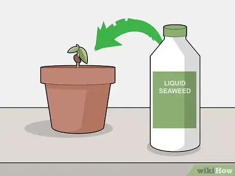 Image titled Grow Chocolate Indoors Step 13