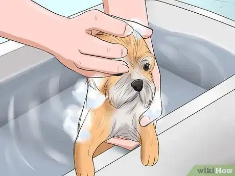 Image titled Bathe a Shih Tzu Puppy Step 8
