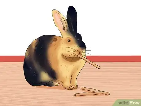 Image titled Care for Harlequin Rabbits Step 3