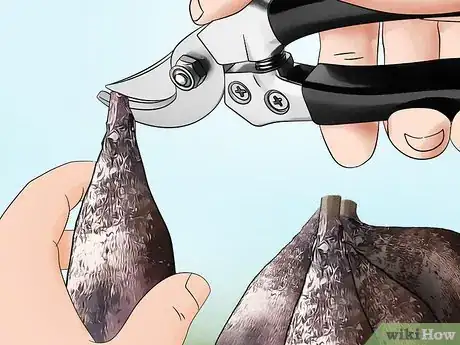 Image titled Cut Dahlia Tubers Step 8