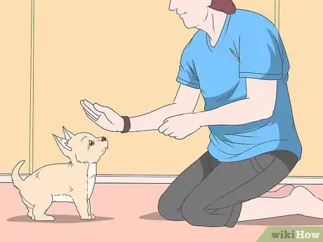 Image titled Train Chihuahuas Step 3