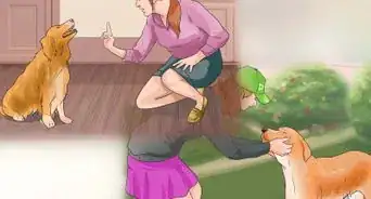 Work With Dominant Dogs