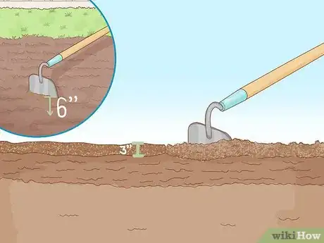 Image titled Grow Feverfew Step 2