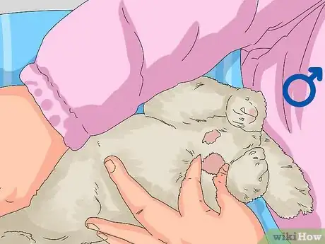 Image titled Determine the Sex of a Rabbit Step 6