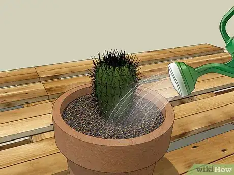 Image titled Care for a Cactus Step 5