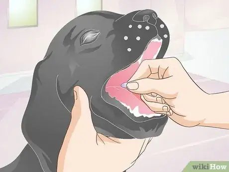 Image titled Treat Canine Allergies Step 10