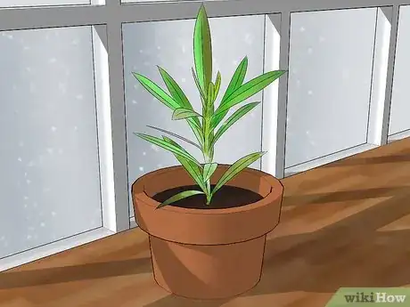 Image titled Grow Oleander Step 1