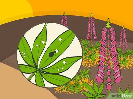 Image titled Grow Lupine Flowers Step 17