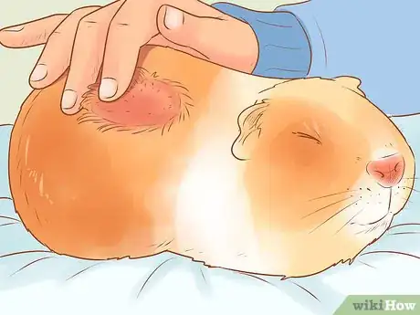 Image titled Keep a Guinea Pig on a Budget Step 17