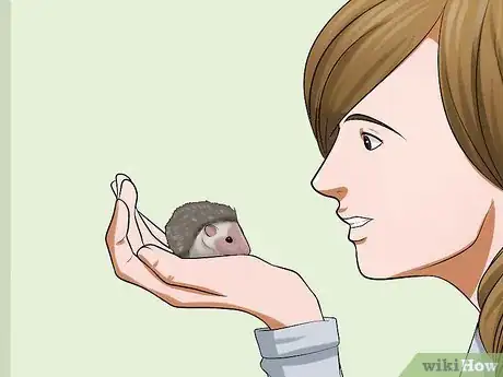 Image titled Help Your Hedgehog Get Used to Handling Step 1