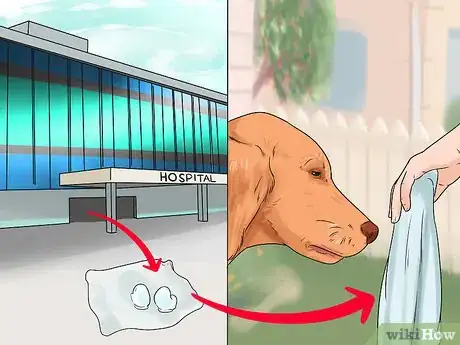 Image titled Get Your Dog to Welcome Your Baby Step 12