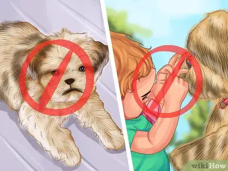 Image titled Treat Patellar Luxation in Shih Tzus Step 4