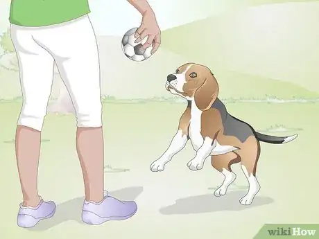 Image titled Deal with Excessive Licking in Older Dogs Step 8