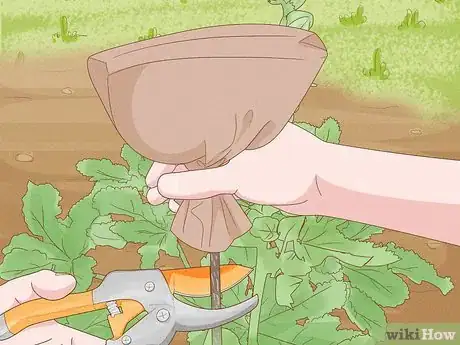 Image titled Prune Hollyhocks Step 5