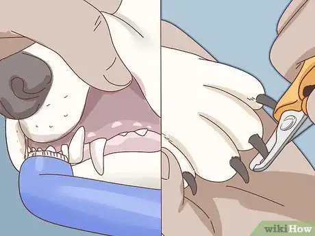 Image titled Care for Basset Hounds Step 13