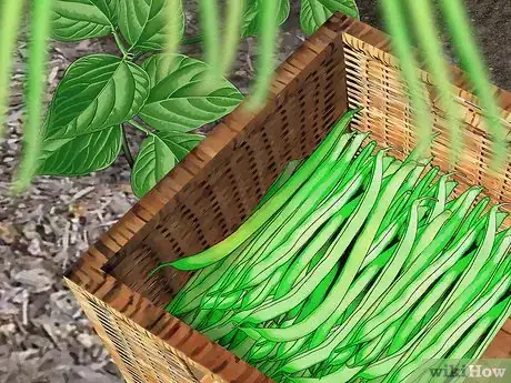 Image titled Grow Beans and Peas Step 15
