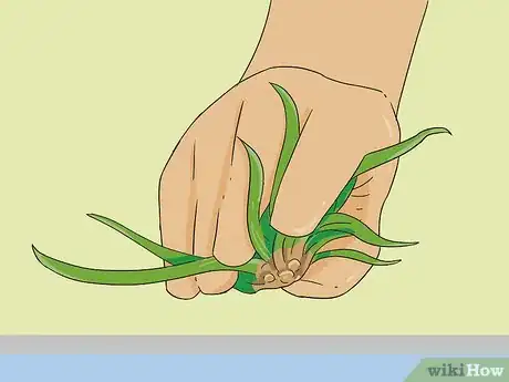 Image titled Propagate Baby Spider Plants Step 3