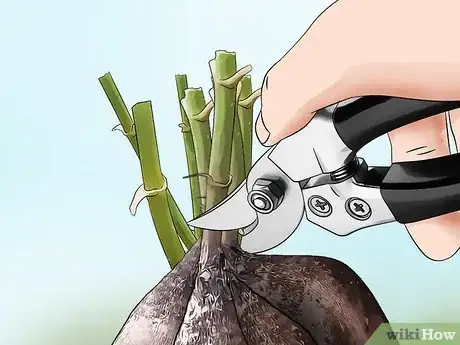 Image titled Cut Dahlia Tubers Step 7