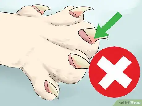 Image titled Take Care of a Japanese Bobtail Step 20