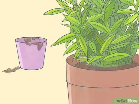 Image titled Grow Oleanders from Cuttings Step 9