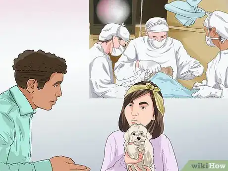 Image titled Treat Urinary Tract Problems in Dogs Step 9