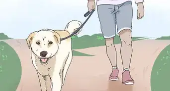 Walk a Dog on a Leash