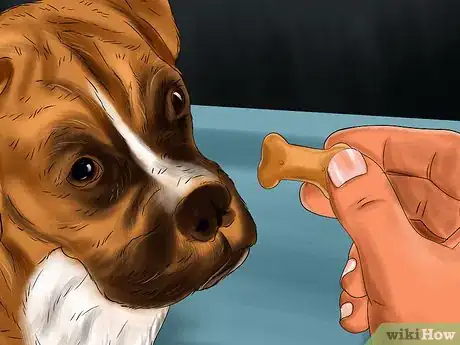 Image titled Train Your Dog to Walk or Heel Without a Choke Chain Step 7