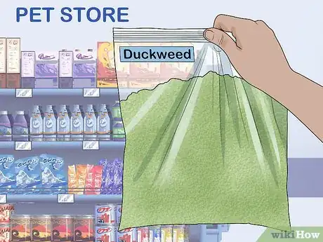 Image titled Grow Duckweed Step 1