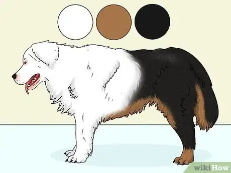 Image titled Identify a Bernese Mountain Dog Step 8