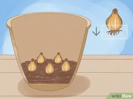 Image titled Force Daffodils Indoors Step 5