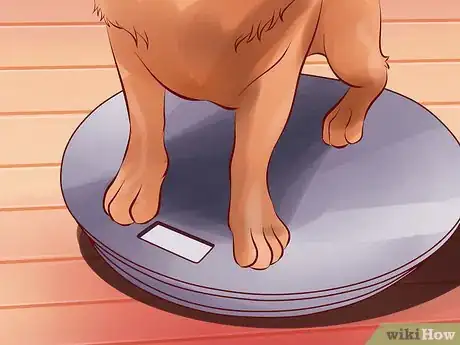 Image titled Treat Arthritis in Dogs Step 3