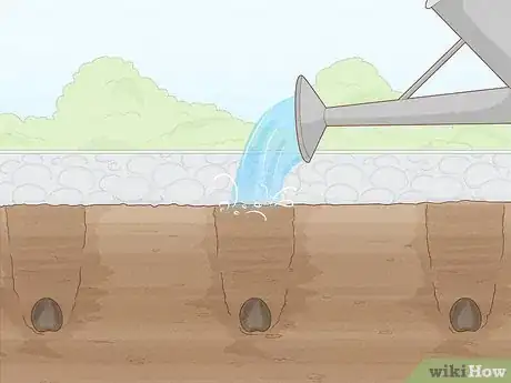 Image titled Plant Anemone Corms Step 10