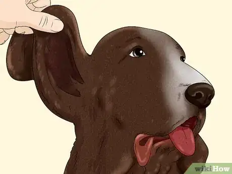 Image titled Identify a Bracco Italiano Step 3