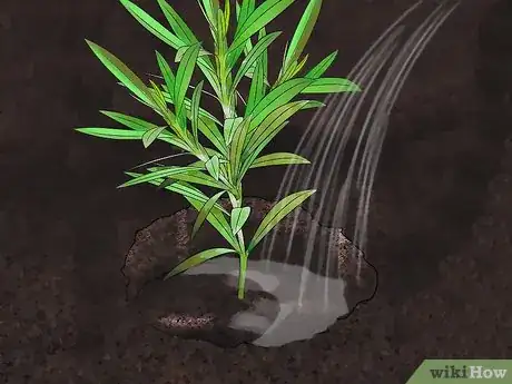 Image titled Grow Oleander Step 9