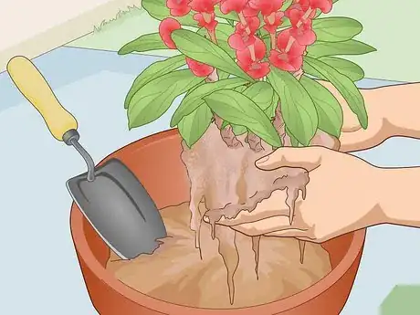 Image titled Care for a Crown of Thorns Step 2