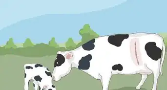 Perform a Caesarean Section on a Cow or Heifer