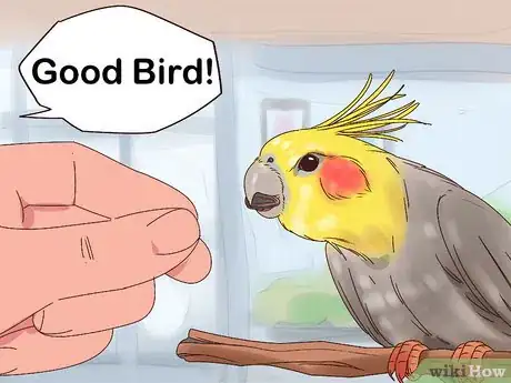 Image titled Train Cockatiels Step 4