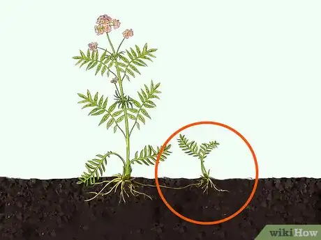 Image titled Grow Valerian Step 2