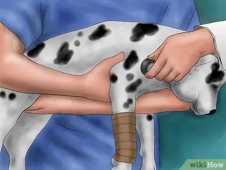 Image titled Splint a Dog's Leg Step 19